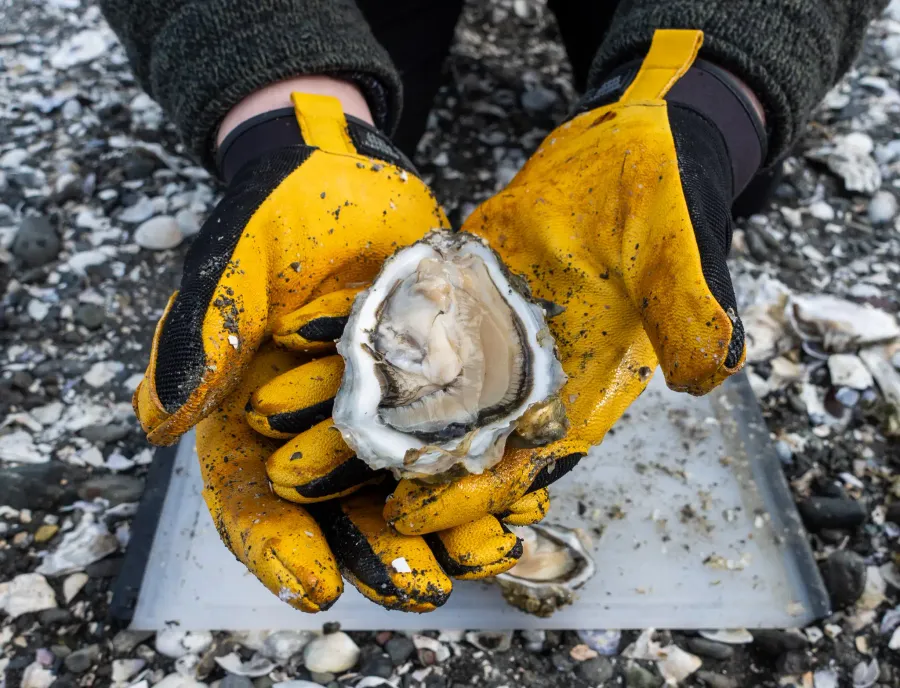 seattle oyster harvesting