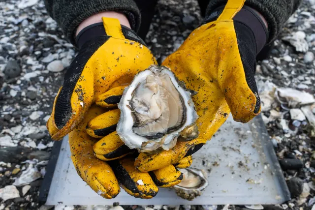 Harvesting oysters on the beach in Washington State