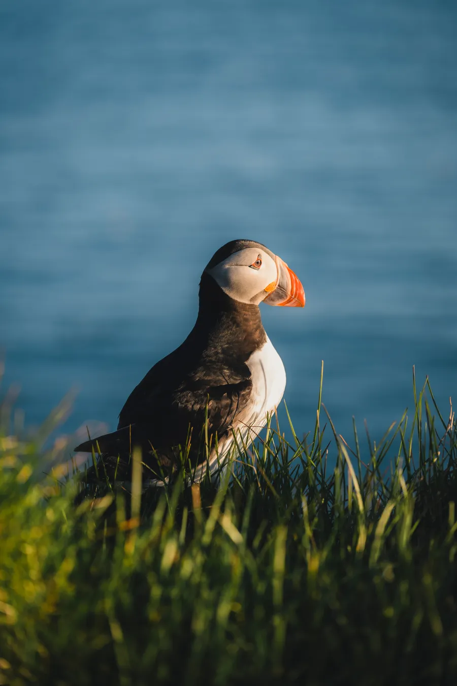 iceland puffin portrait 2064