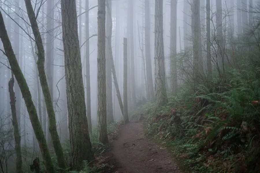 washington oyster dome forest