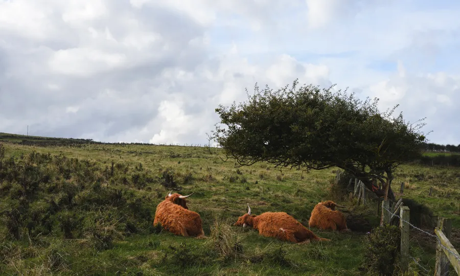 yorkshire cows 5274