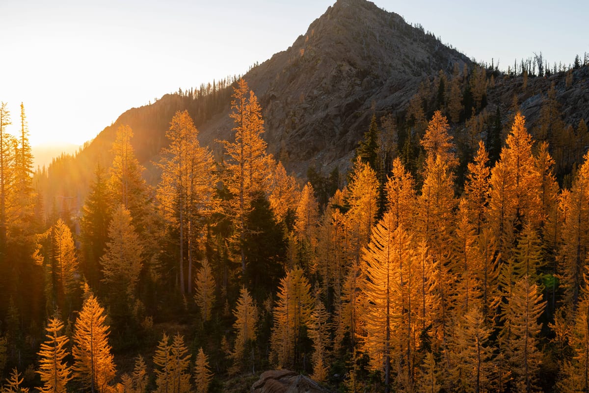Braving the larch madness for orange blood