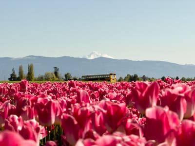 Portrait of a Topped Tulip