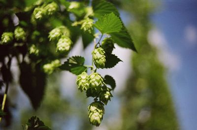 fresh hop one the bine